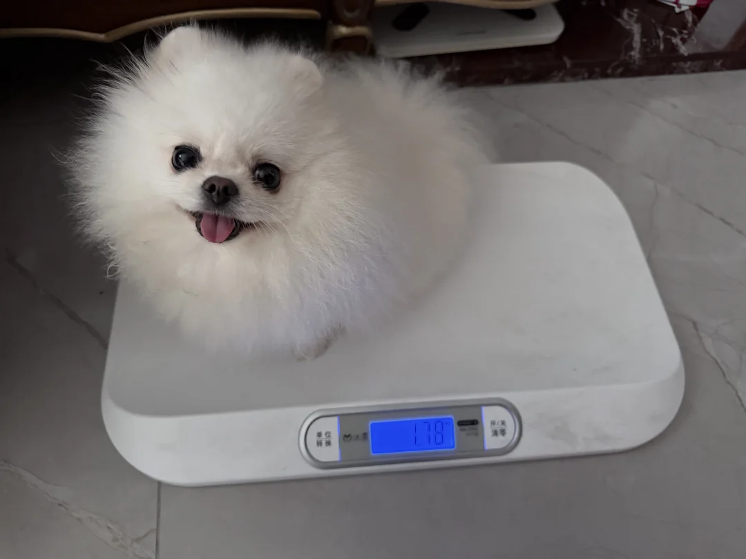减肥是你的谎言