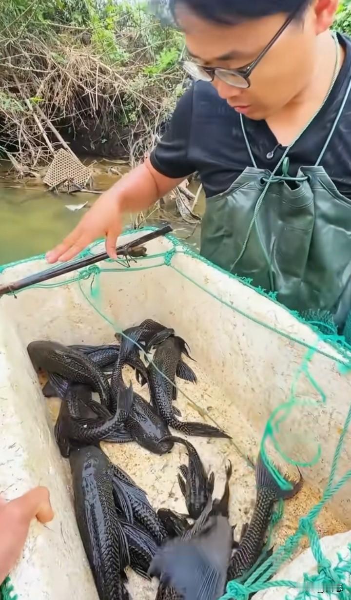 近日刷到很多清理清道夫的博主，看到他们处理有害物种，我们应该为他们点赞。

很好