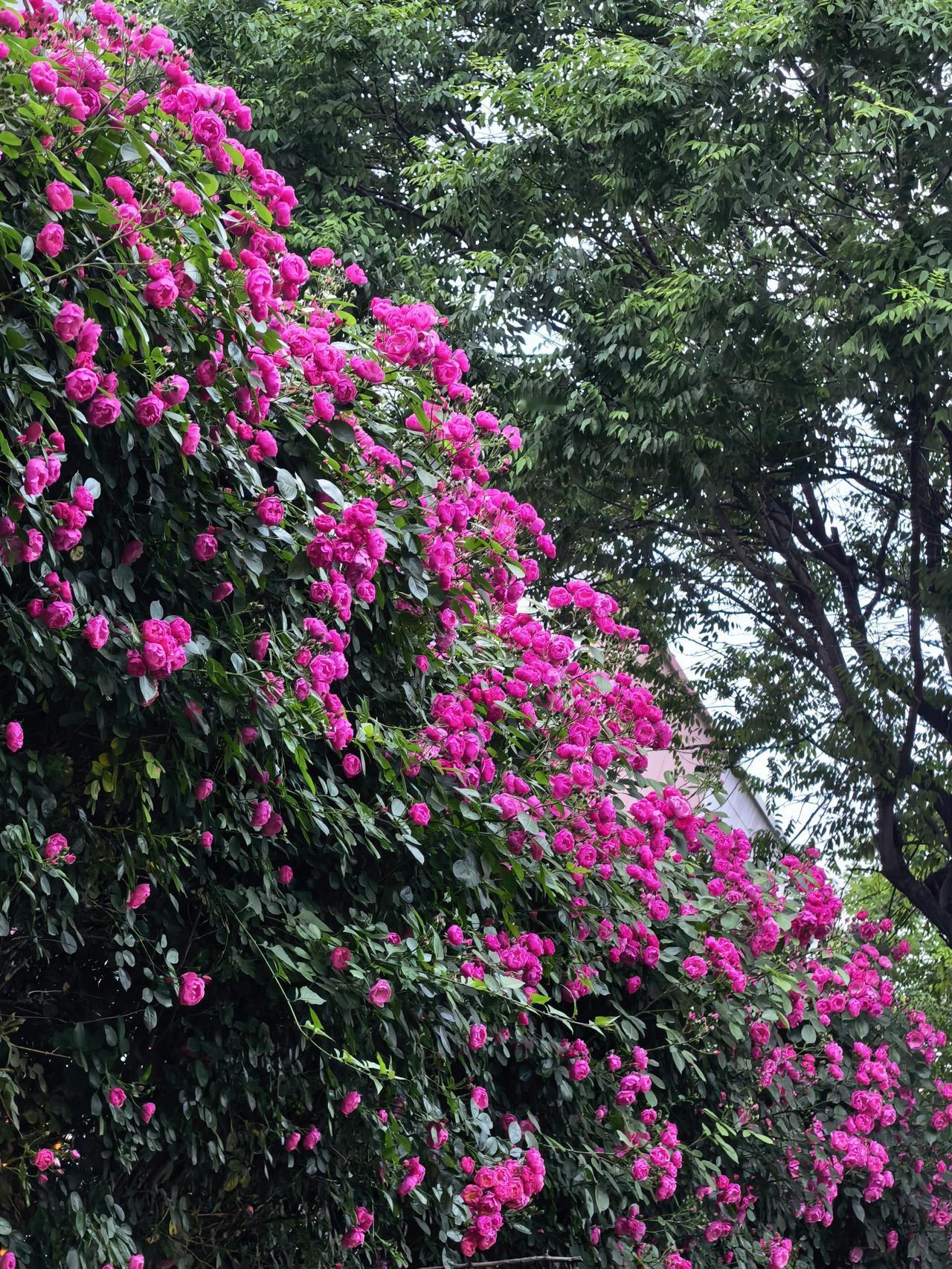 暮春世园看月季

本是为着那几株有名的月季去的。暮春时节，长安城里的花事将尽，牡