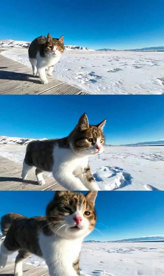 养猫需负责，散养有风险。赵朔带悟空旅行不妥，猫哪有啥自主选择，别盲目美化。 ​​