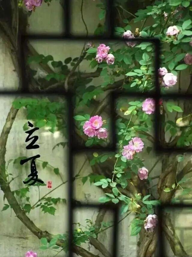 今日立夏
春风还未画上圆满的句点，夏便拾起笔锋，在漫山遍野的绿意里写下序章。
春