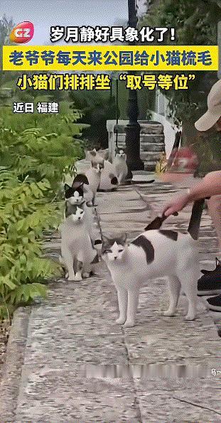 火上新华社了。


近日，黑龙江一处公园出现了一群流浪猫，令人傻眼的是，这群猫咪