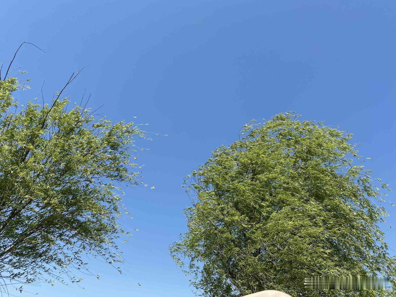 晒图笔记大赛蓝天白云下的绿意盎然，感受大自然的宁静与美好。🌳🍃
