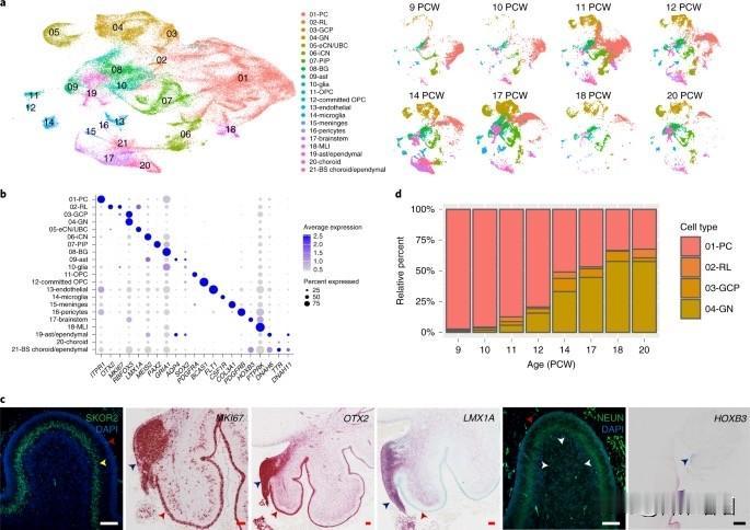 AI模型追踪人类大脑在240种哺乳动物中的进化历程

2026年1月29日国际团