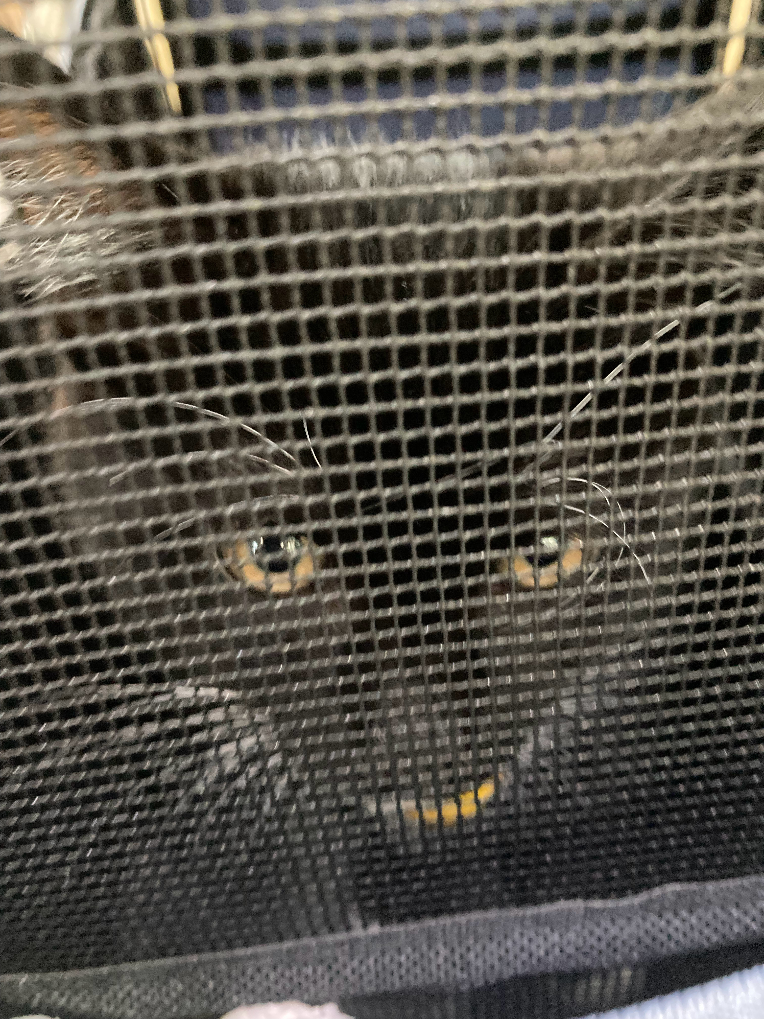 用手指捏了一绺鸡肉喂给猫猫……猫吃了一大口，第二口大概是我手上沾着味道吧没分清鸡