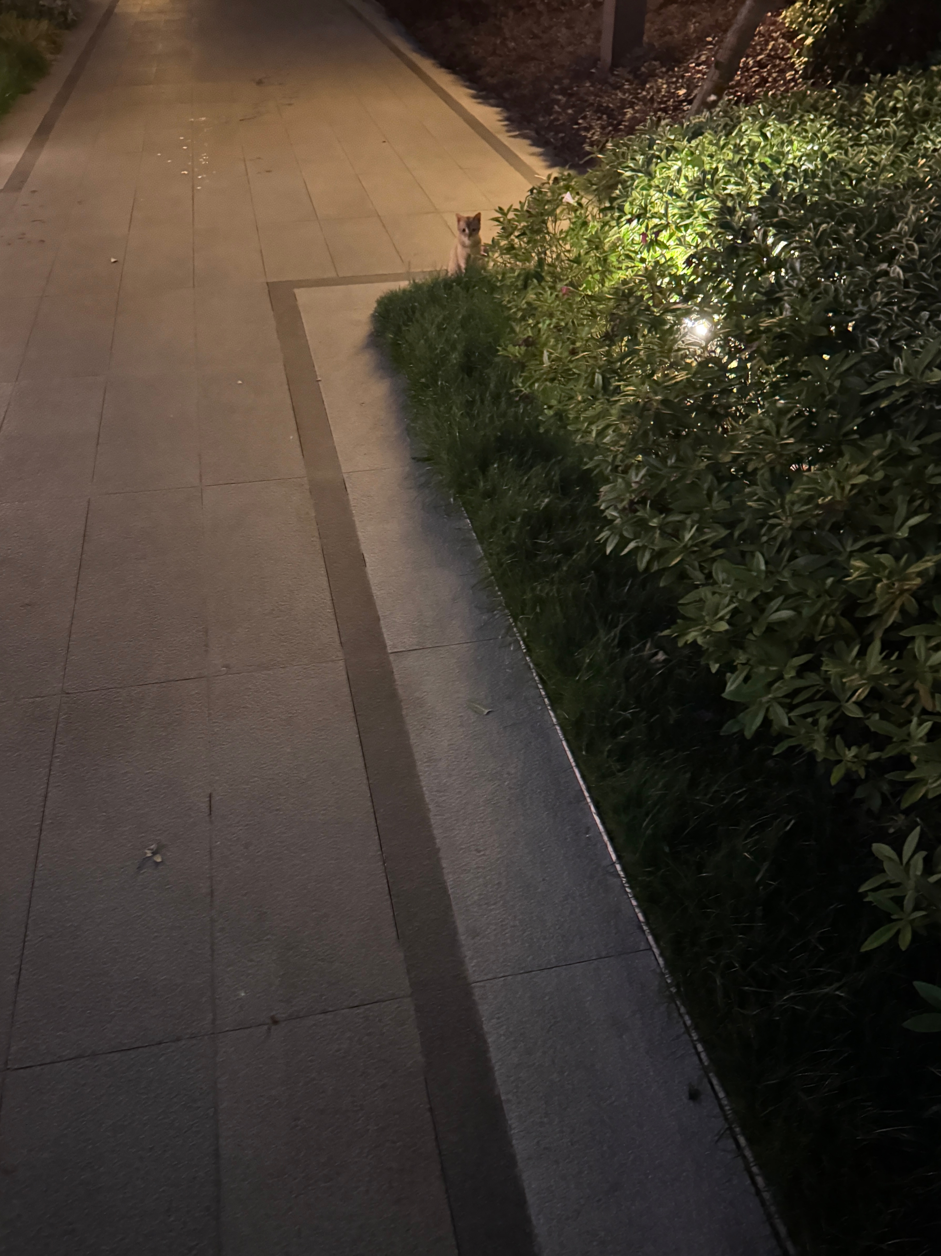 潜伏之小喵咪篇，三只猫条已下肚[羞嗒嗒] ​​​