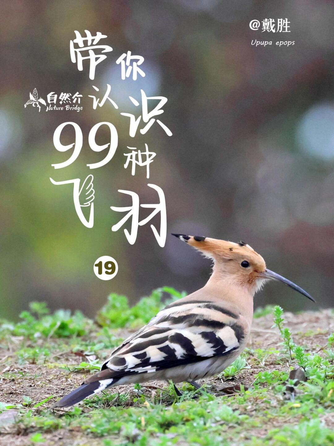 带你认识99种飞羽