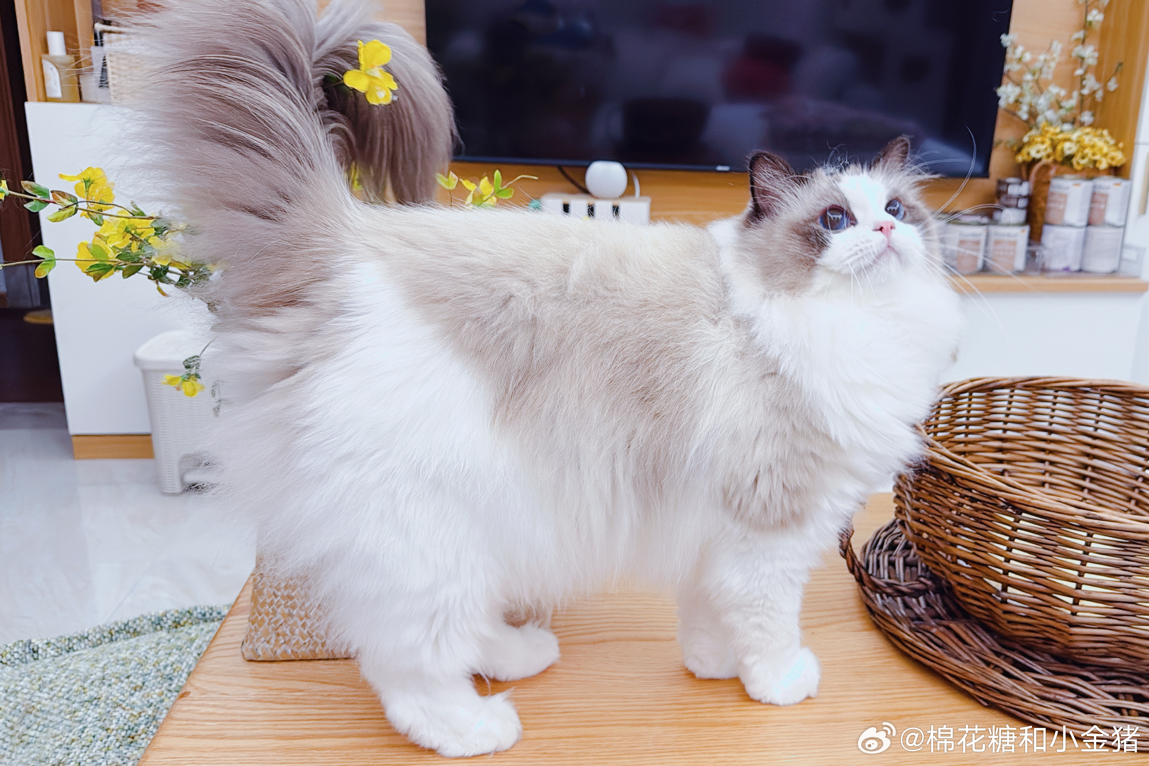卷尾巴2.0 
