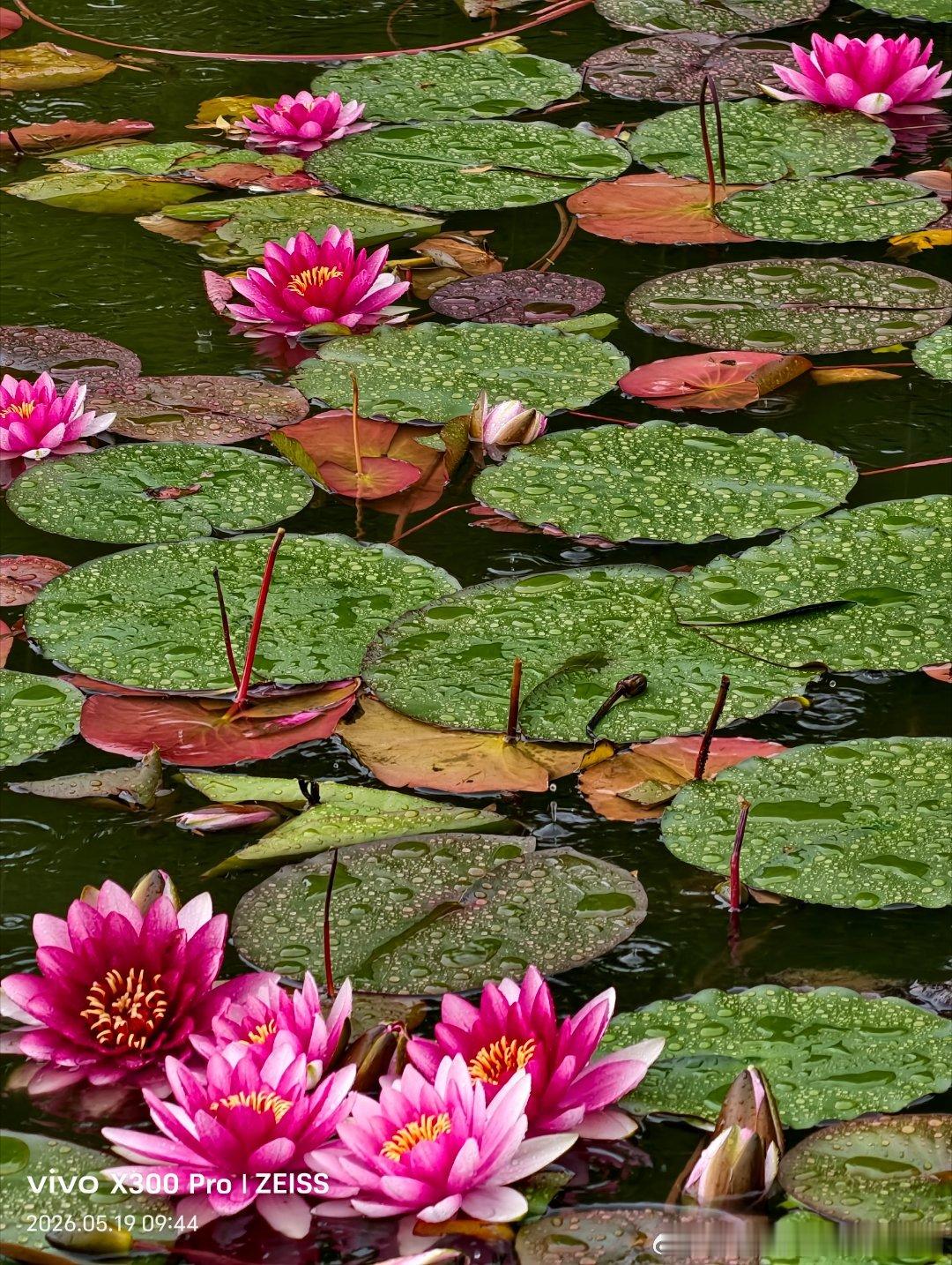 夏风漫野，花开成海～ 