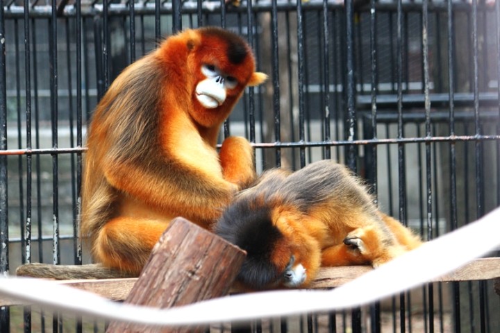 动物园里的“模范夫妻” ，喜欢秀恩爱的川金丝猴