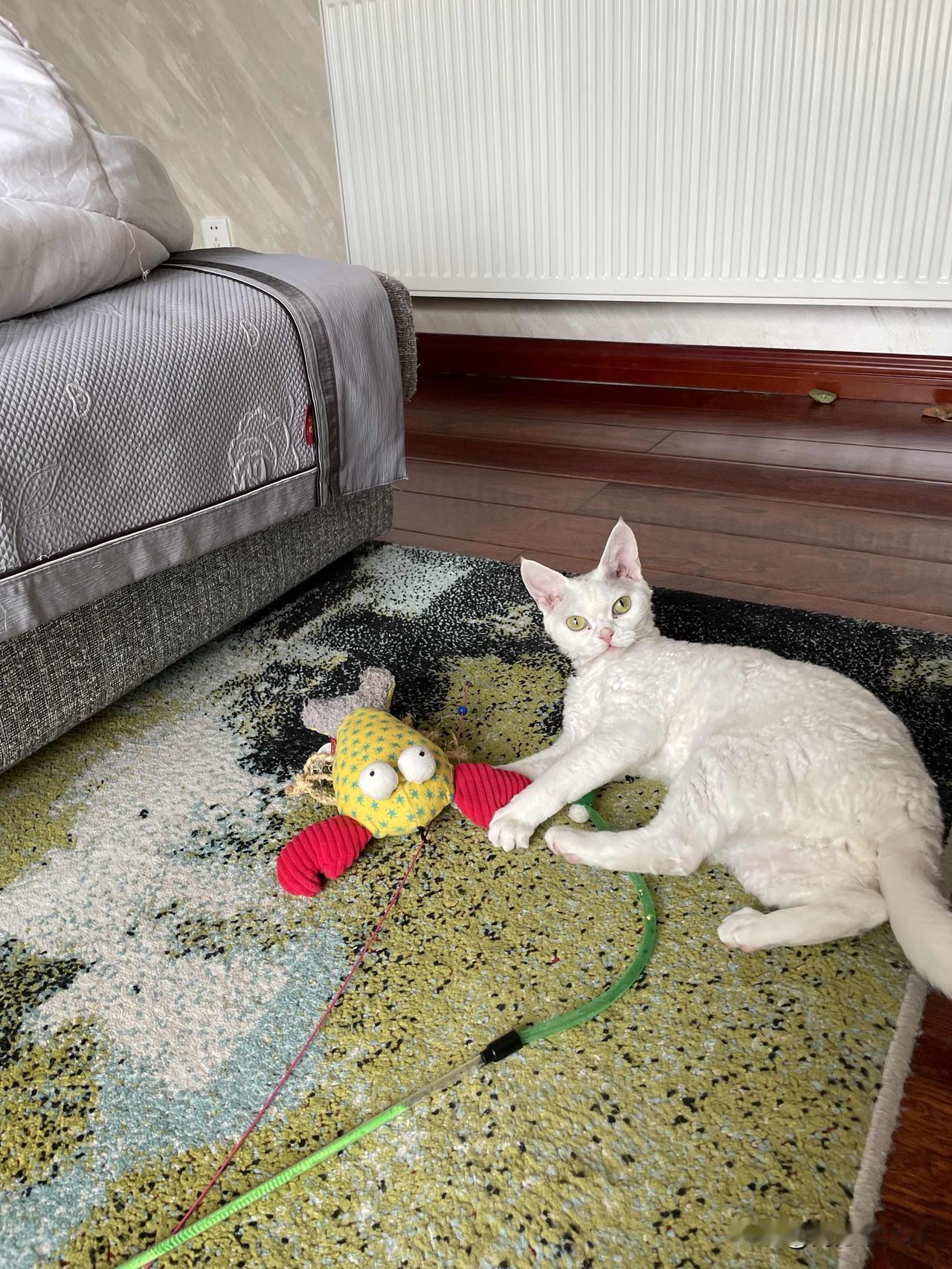 今天的小猫咪是个小可爱，自己玩耍，还会看镜头。