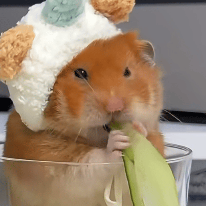 告鼠 