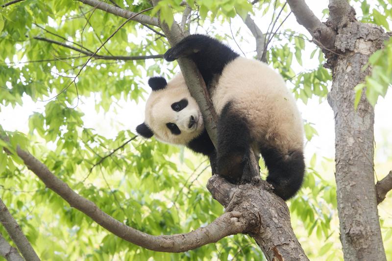 大熊猫福宝在韩国绝对算顶流。它是在韩国出生的首只大熊猫，自2020年7月20日出