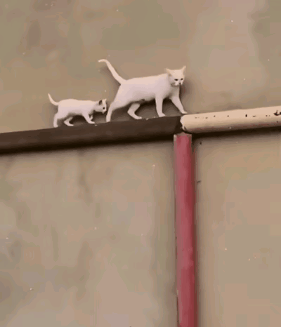 猫妈妈的每一次回头，都是对小猫咪的关心和关爱，猫妈妈跳下去是对小猫咪的鼓励，跳上