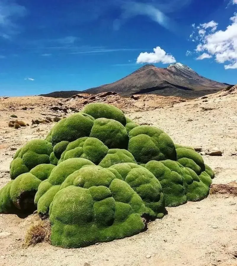 灌木界植物模仿苔藓第一名