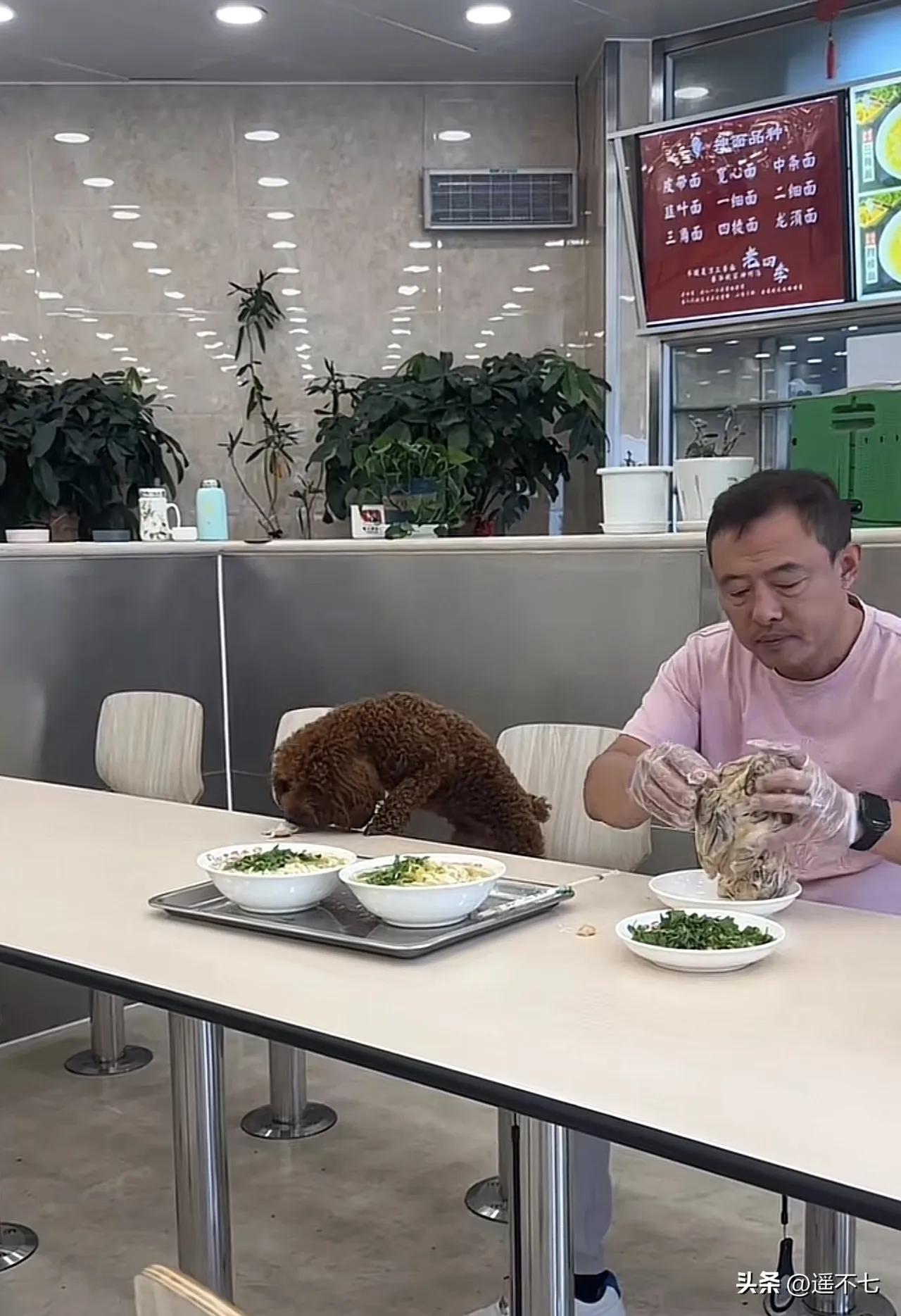 辽宁沈阳老四季抻面馆。
一粉衣男子带着宠物狗坐在餐桌前进餐，男子撕下鸡肉喂狗子，