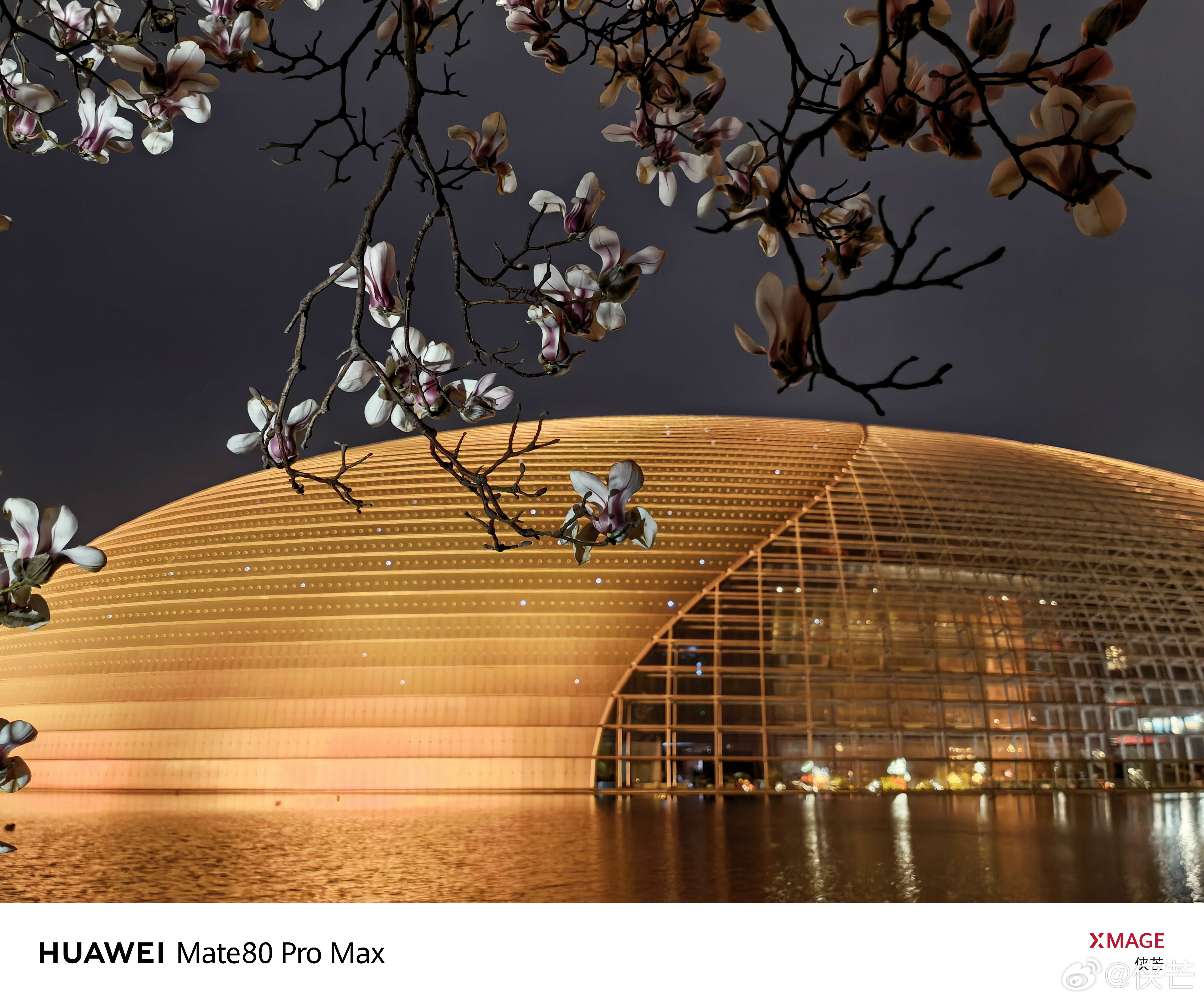 『大剧院玉兰花开』        大剧院的灯光换了颜色，玉兰花也攒足了力气。  