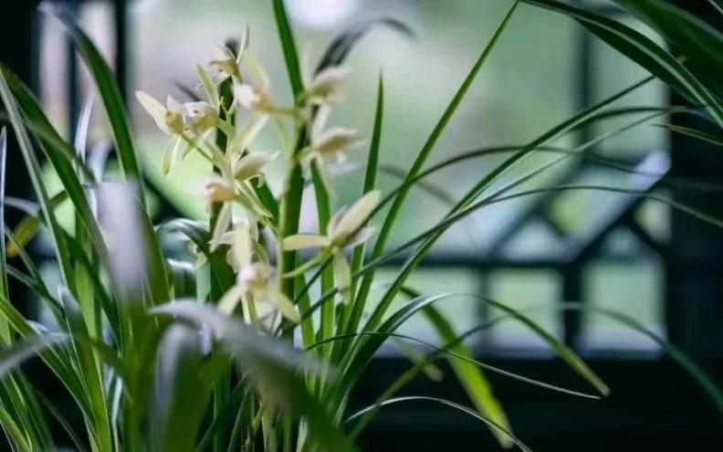 山东烟台，一酒店保洁员收拾房间时，发现房间垃圾桶有3株小草，便将其拿回家。不料，