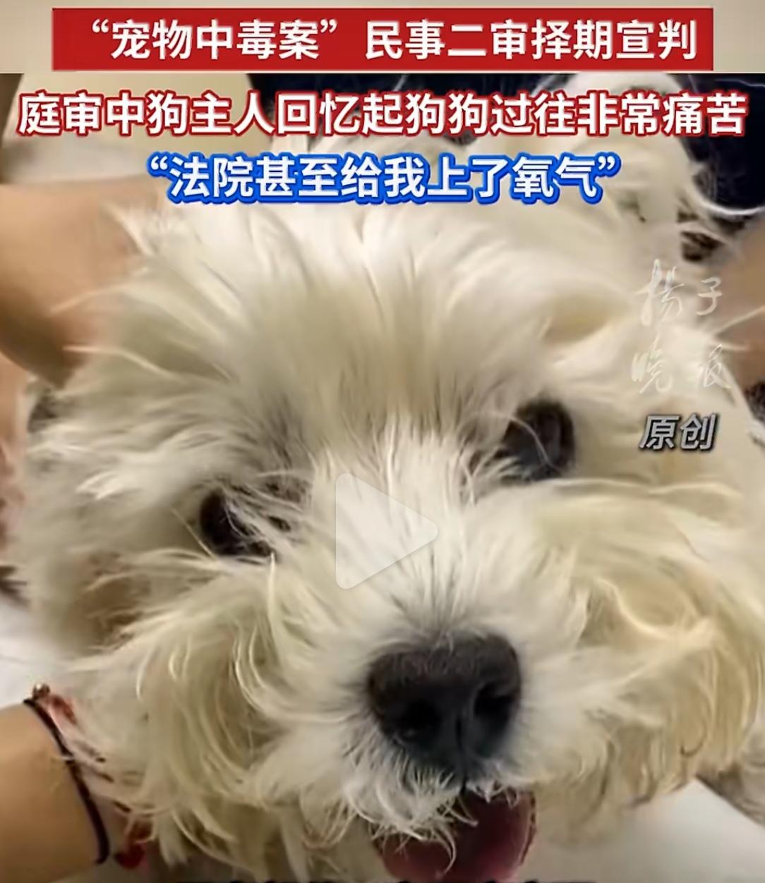 3月24日，北京一起宠物中毒案的二审庭审现场，出现了一个令人心碎的画面：原告Pe