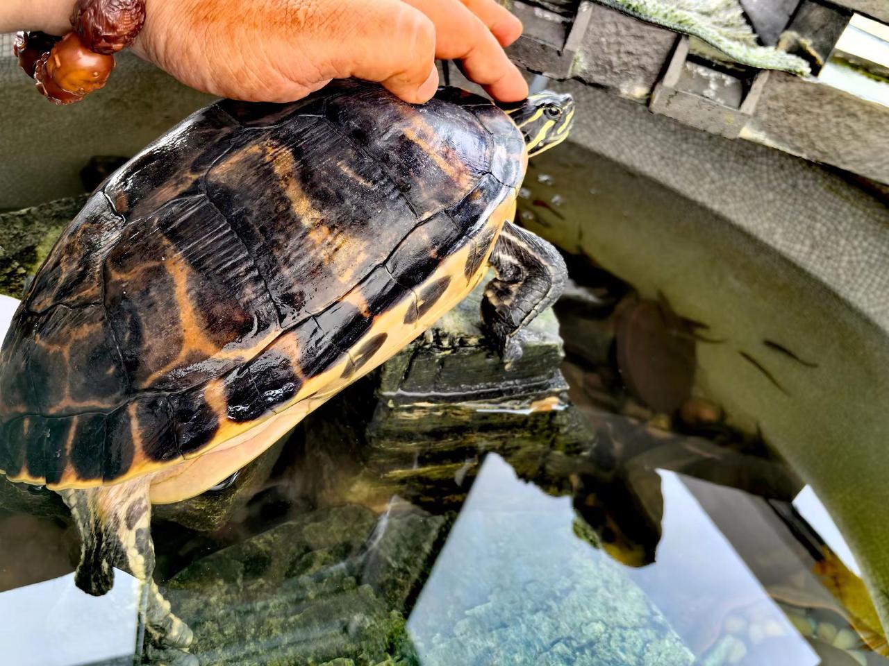 十八年，都长在它的背甲上了。数不清那些纹路，只记得掌心温热——它把最慢的时光，驮