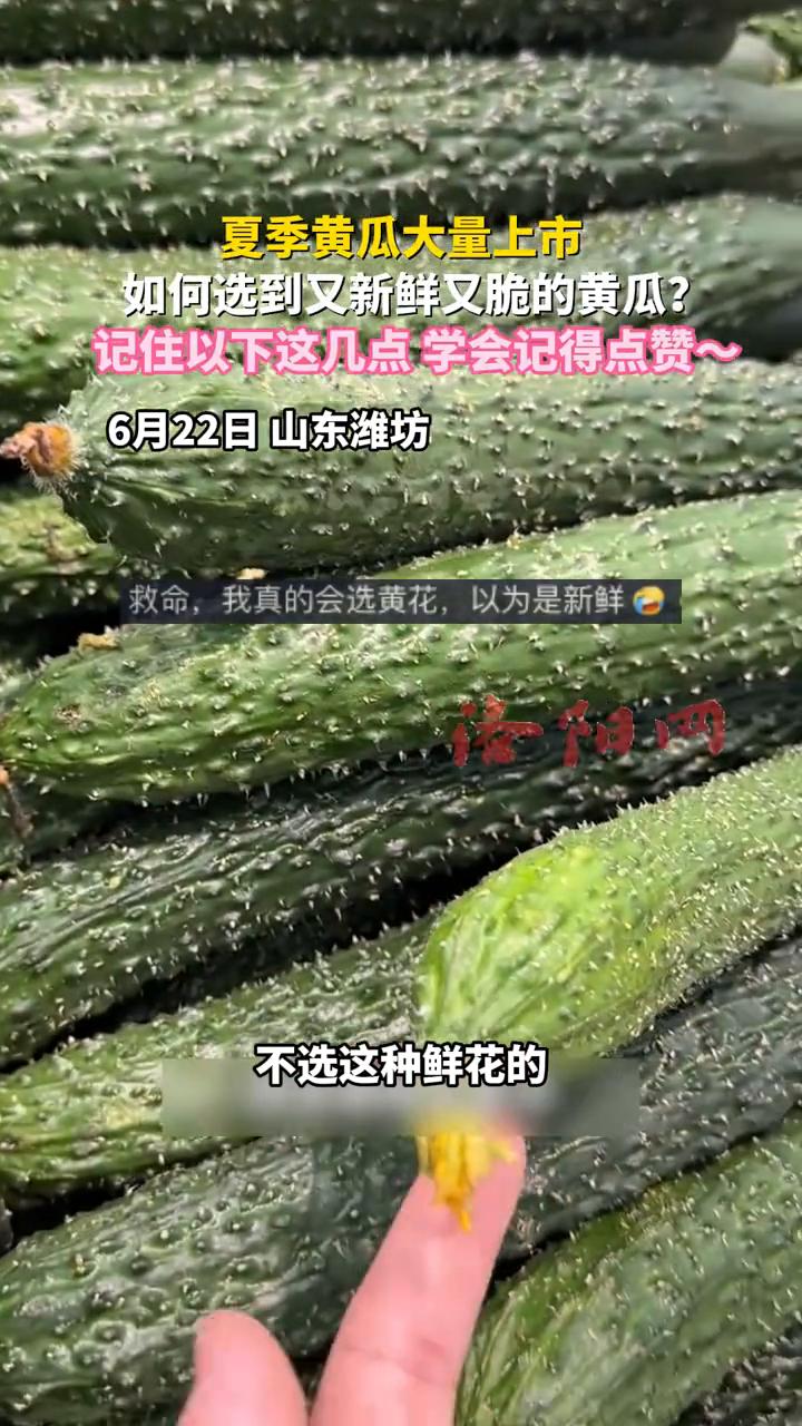 如何选到又新鲜又脆的黄瓜？记住以下这几点！
洛阳网。
夏季黄瓜大量上市，记住以下