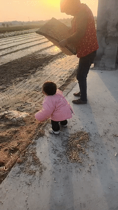 笑不活了！河南商丘，奶奶正在要簸箕筛玉米，没想到的是，身边两岁的小孙女学奶奶的动