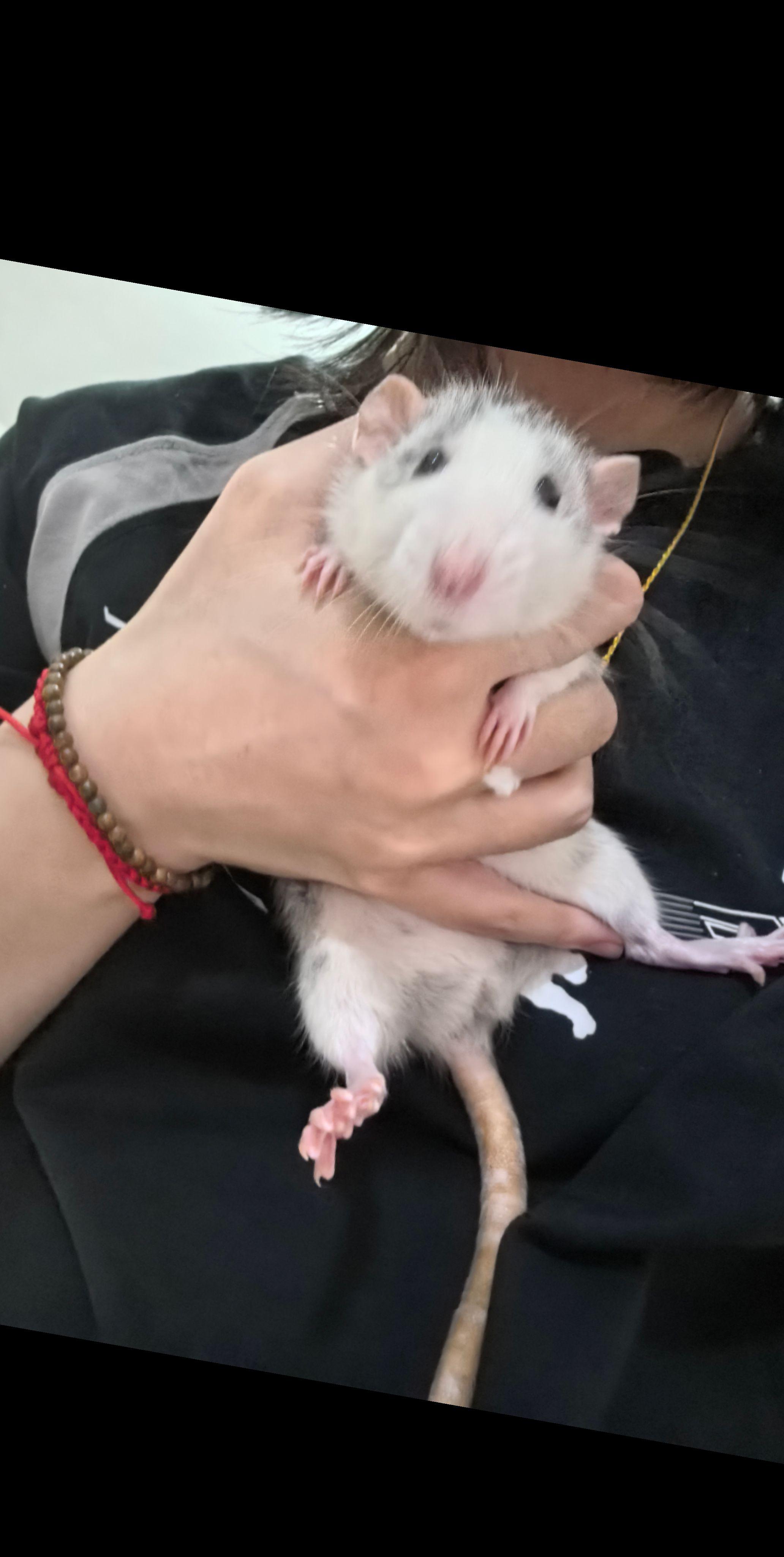 花枝鼠