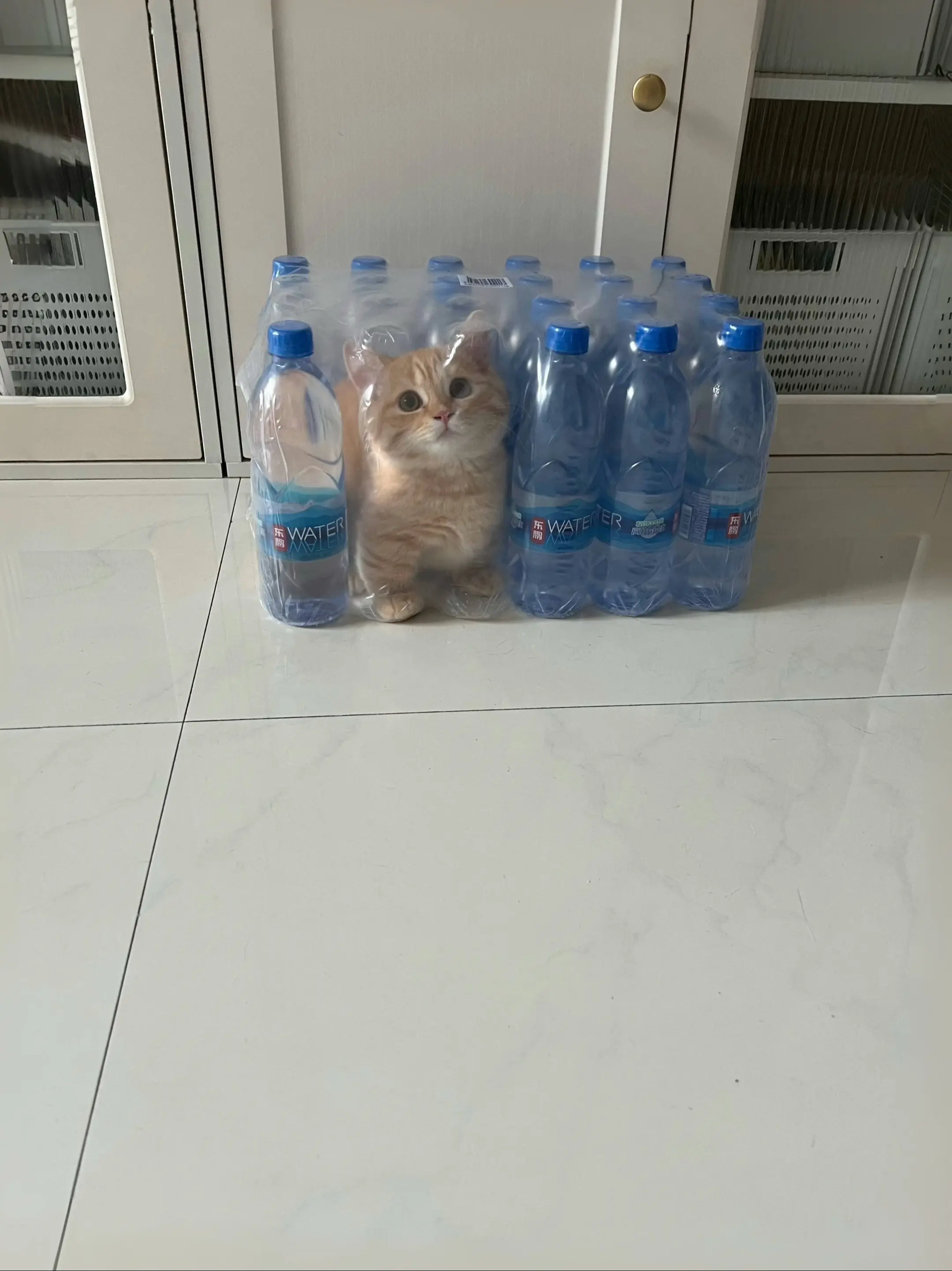 新皮肤：矿泉水小猫？！
