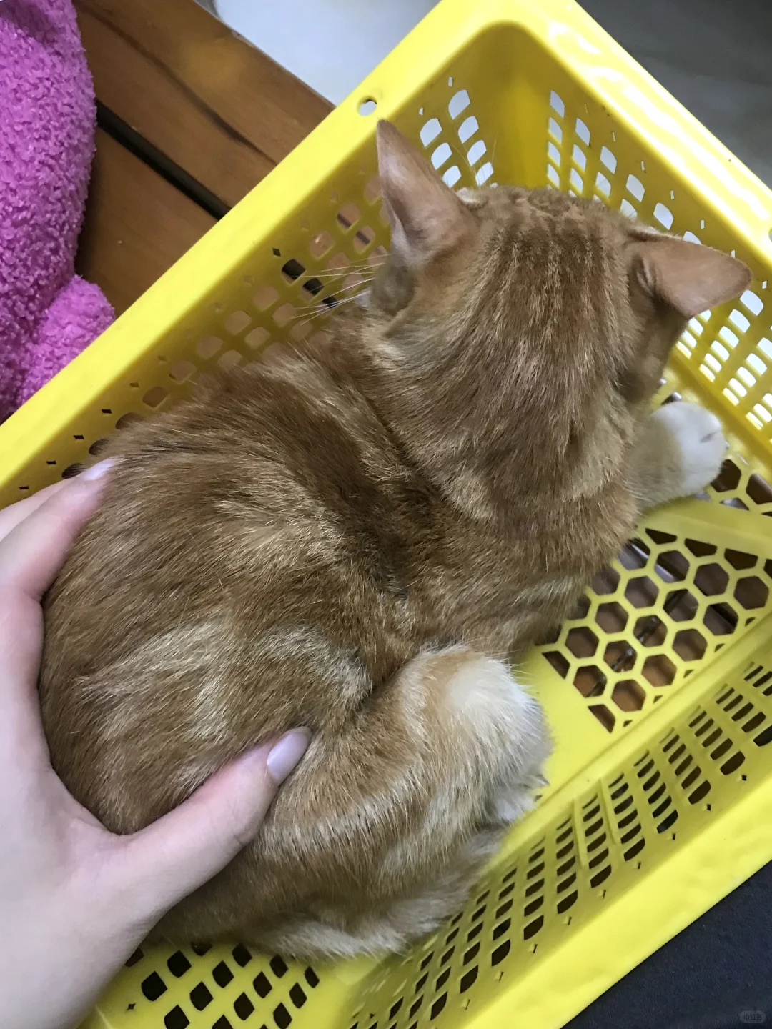 小猫很贵吗？快四岁了还是这么小只