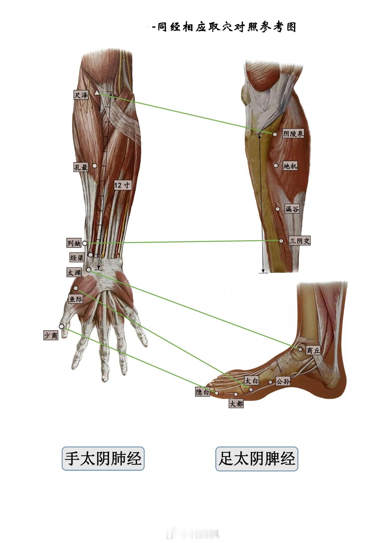 同经相应取穴法【#典籍里的中医#】同经相应取穴法源于黄帝内经，本质是同气相求！【