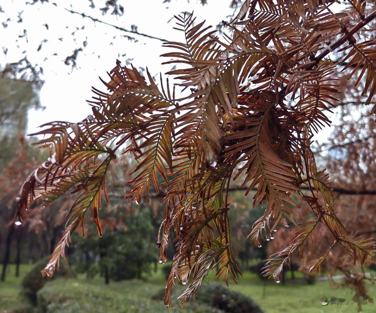 阴雨天，走近仔细观赏挂着水珠的红色水杉叶子，景色格外清新优美！