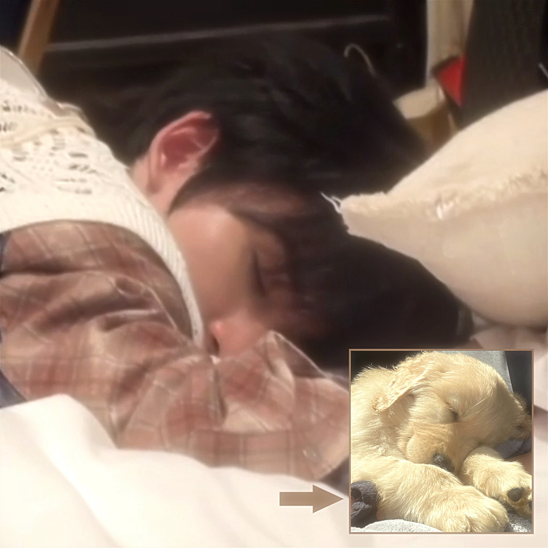 试图用奇怪的睡姿引起人注意的小狗 每日一涵狗