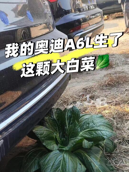 可恶…我的白菜🥬去哪了，左滑…揭秘…🫣