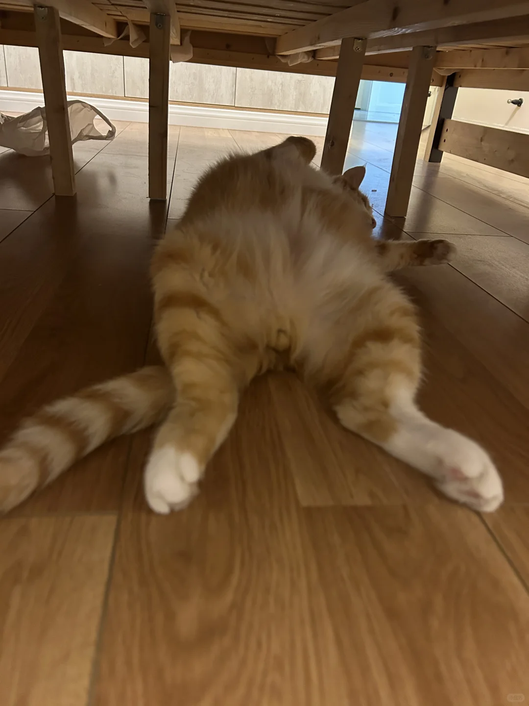 谁家的流浪汉，拖走