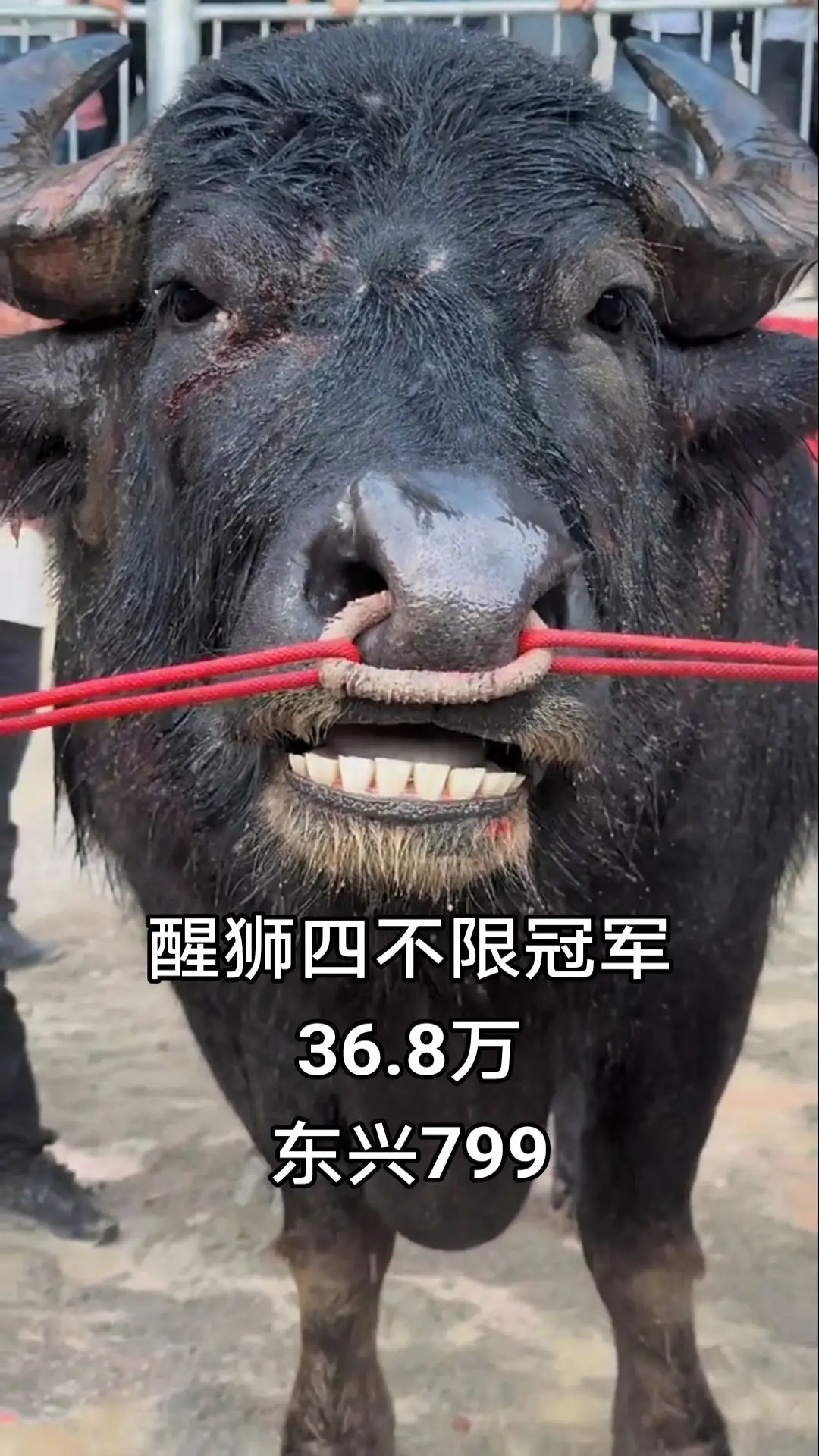 斗牛视频