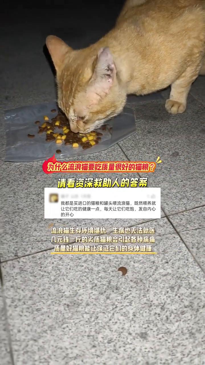 为什么流浪猫要吃质量很好的猫粮？请看资深救助人的答案。
我都是买进口的猫粮和罐头