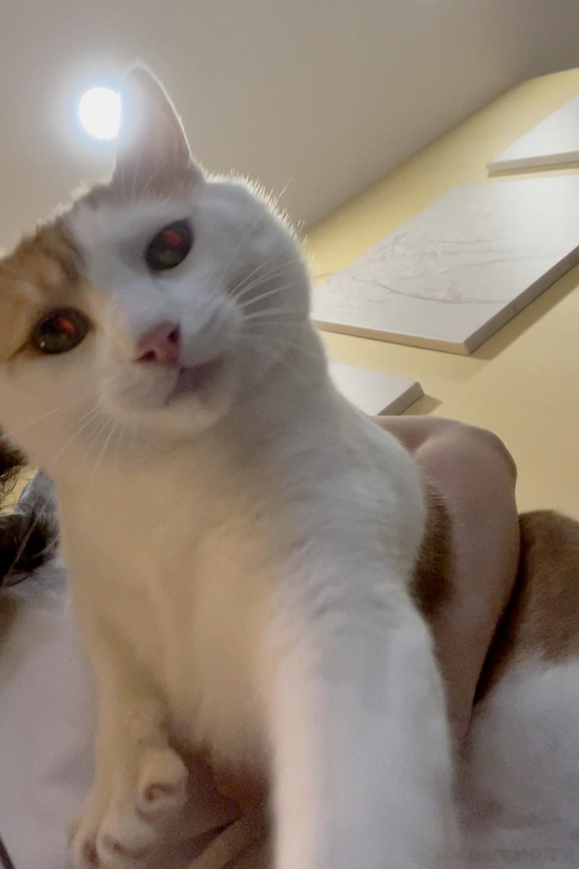 会有夫人抱不到的猴吗？ ​​​