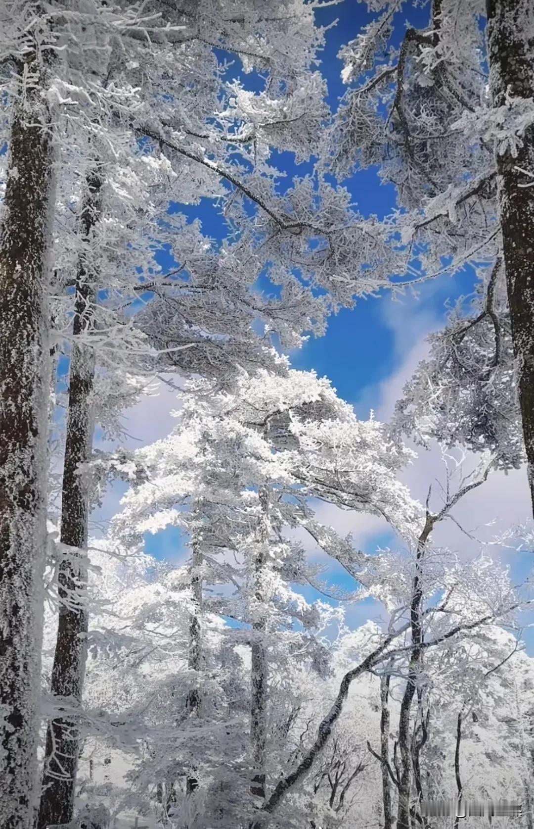 近日，秦岭山顶白雪覆盖，宛如童话世界。连绵起伏的山峦披上银色盛妆，树木被冰雪包裹