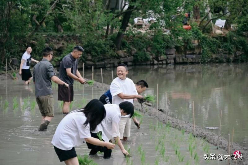 马云率高管躬身入泥，很接地气，静待稻香

一张马云赤脚站在泥田里，带领高管们插秧