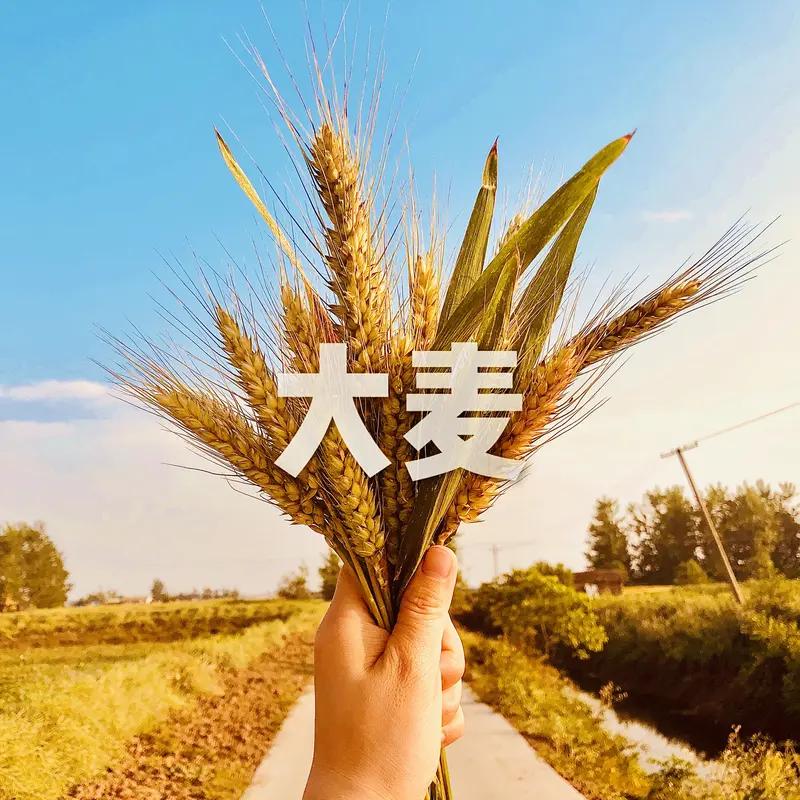 你如何看待湖北收麦遇“大小亩”因为没有按照统一的计算单位，区域上有计算误差也是很