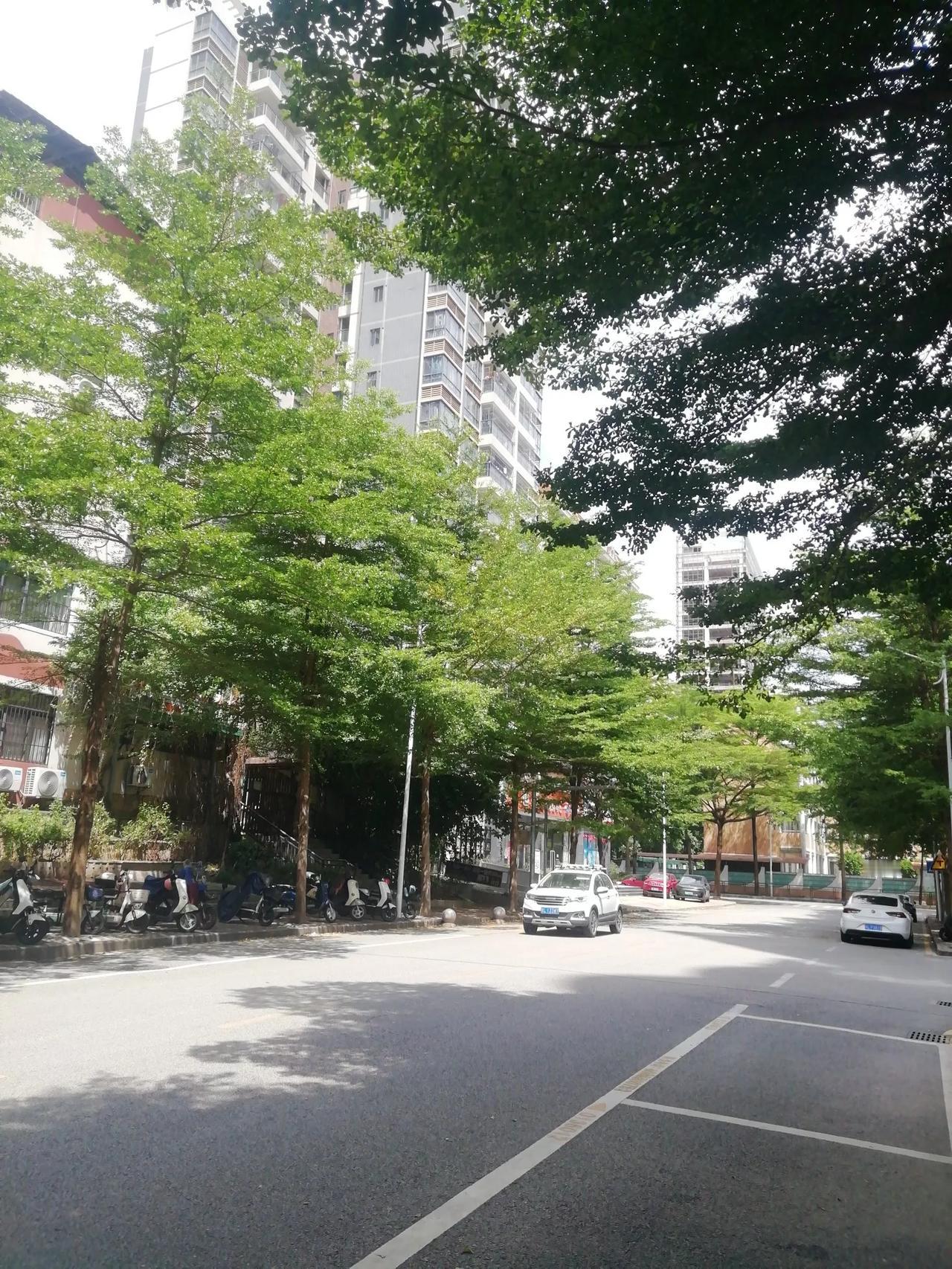 城市繁华，树木葱茏。  #爆料#