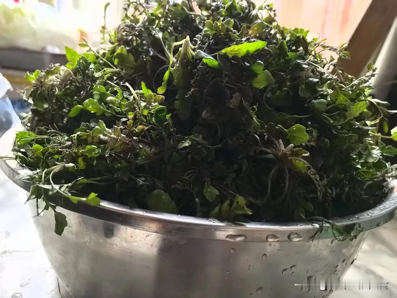荠菜,是冬天的野菜还是春天的呢?北方是春天的野菜，南方估计冬天也有，我最喜欢吃荠