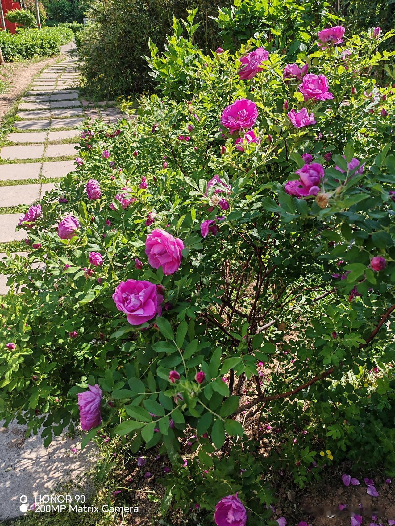 1999年7月，连队到内蒙古达茂旗草原深处的训练场开展综合演习，当时我在连队当排