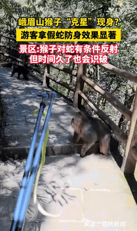 四川乐山，一游客游玩峨眉山景区时，为了防止当地猴子撒泼侵扰，竟直接手拿一条假蛇玩