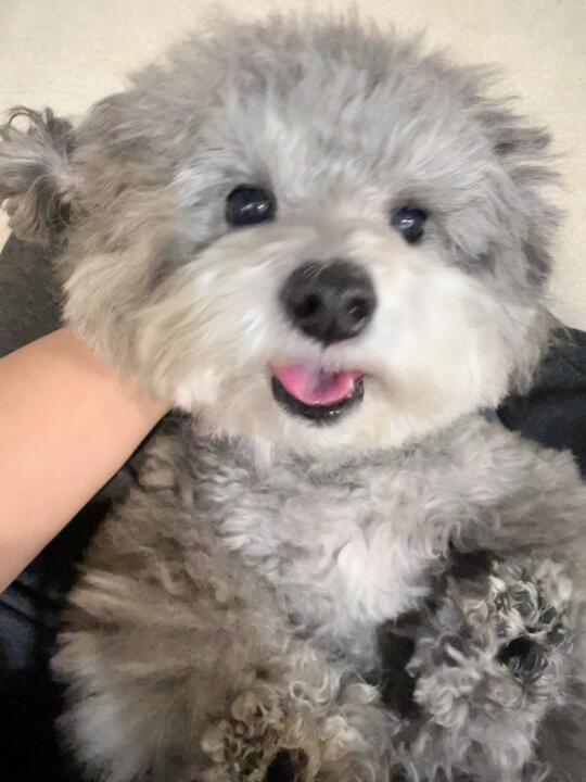 嘬嘬嘬 好浓的小狗味儿～