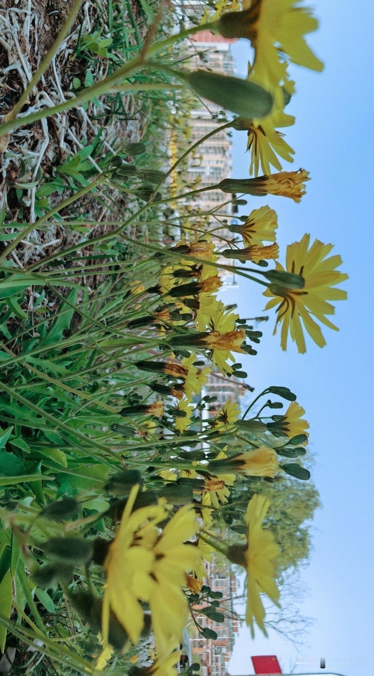 拍照苦菜花，联想小说《苦菜花》