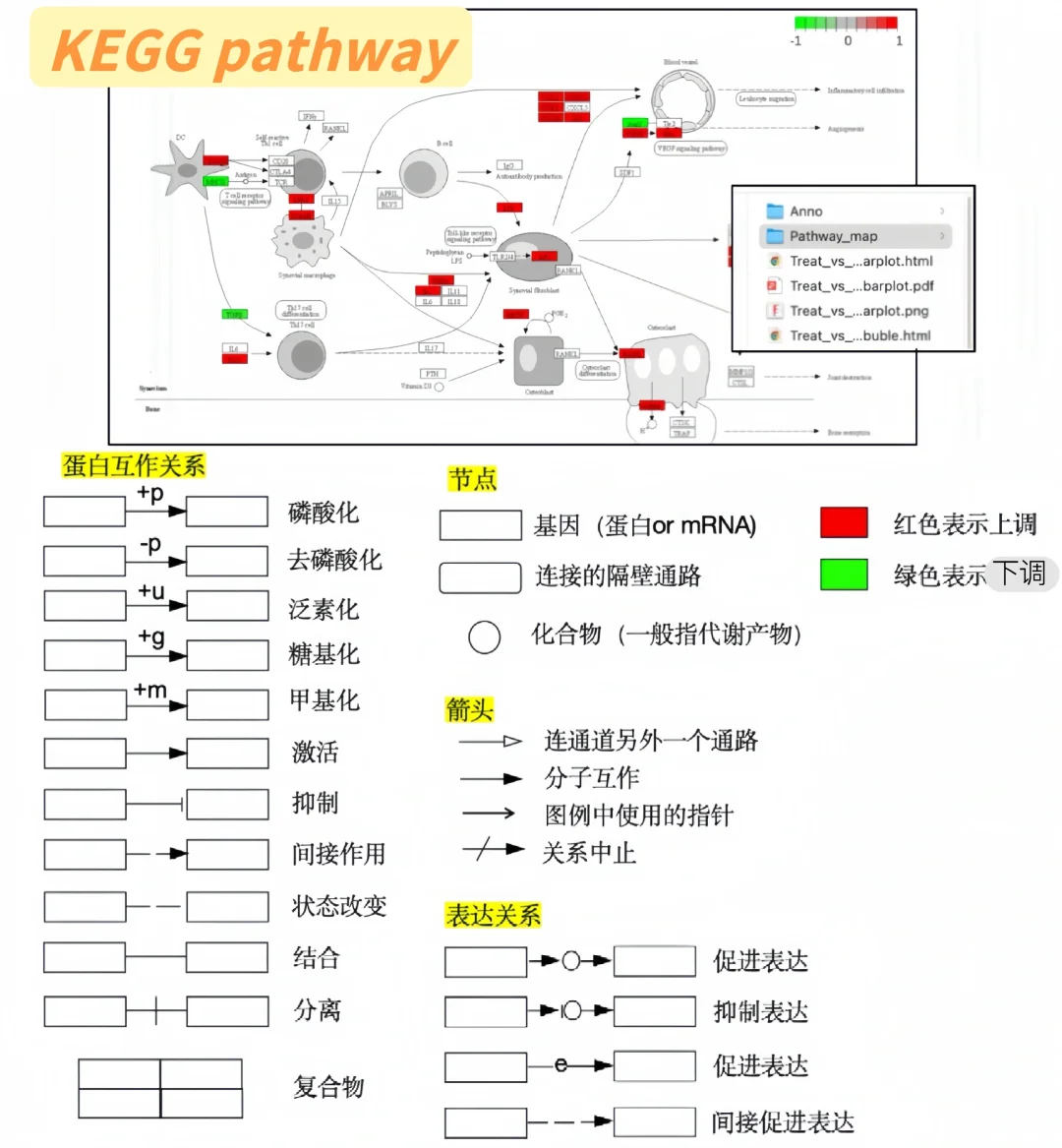 转录组测序就看这篇‼️（样本要求➕结果分析）