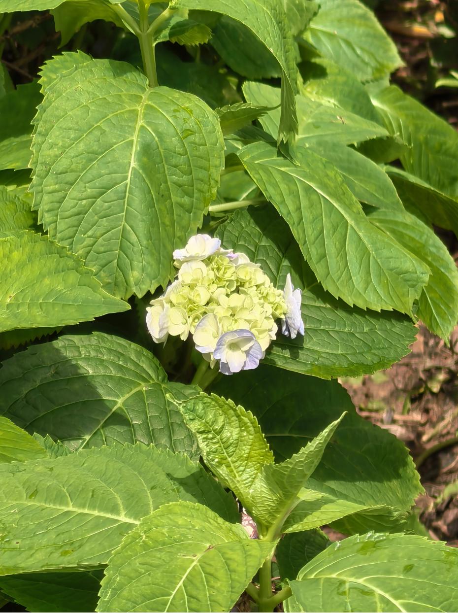 四大Ultra机型对比，场景是拍摄一个被阳光直射的花朵（花朵真实的颜色是绿偏黄，