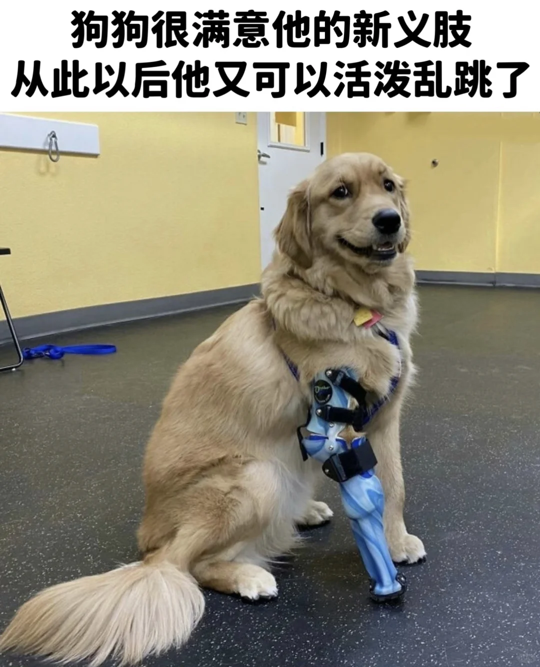 🐶汪汪提醒你接收本周的快乐能量！ ​