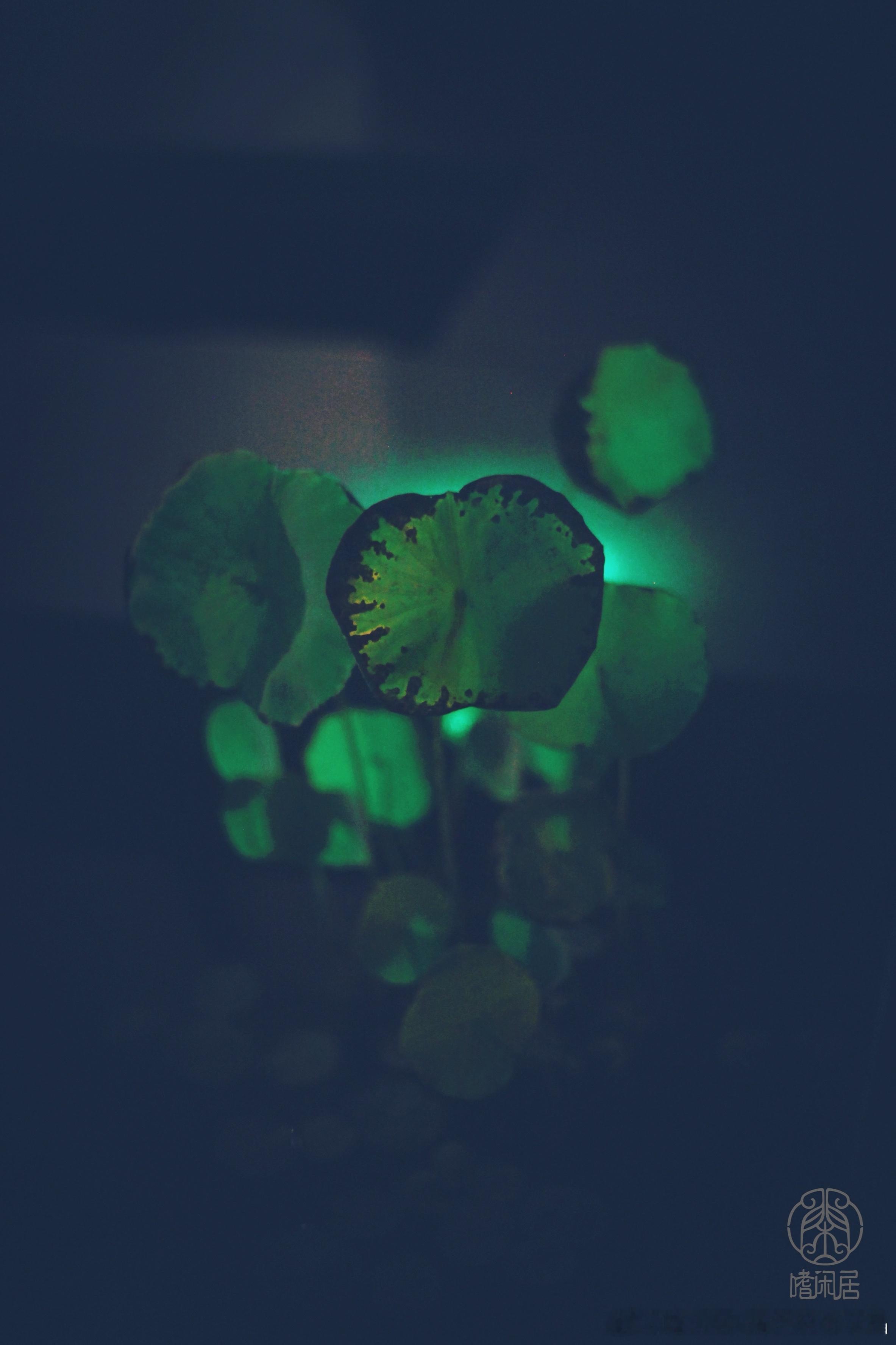 🎶～荷花的叶叶上一汪汪水，风吹是水，动弹着呢～🎶 ​​​